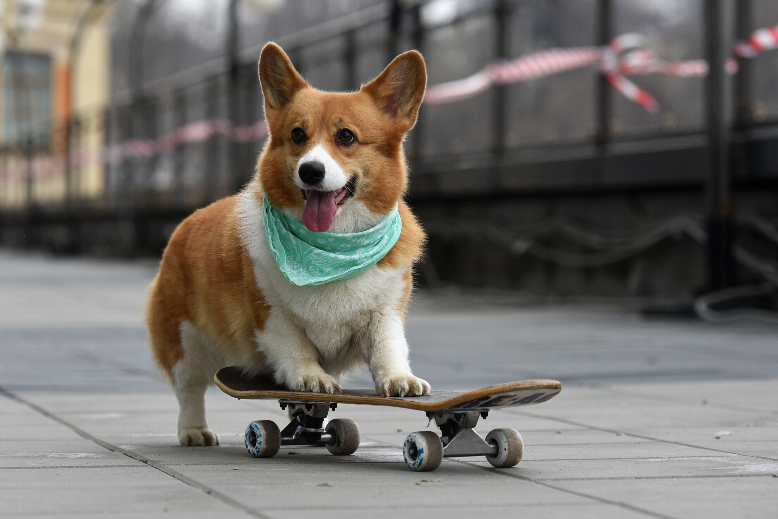 Das hund. Корги. Корги гладкошерстный. Корги скейтер. Корги собака поводырь.