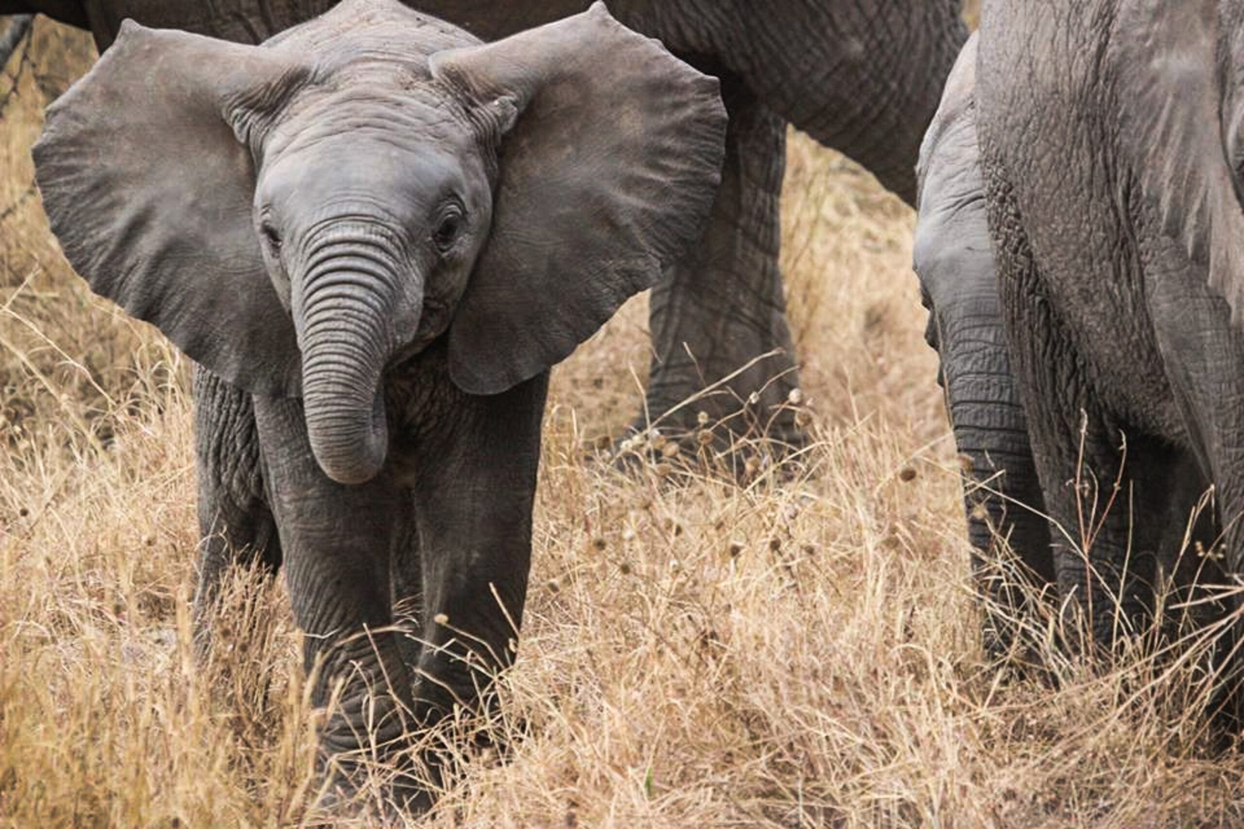 Маленький серенький на слона. Слоны в Африке. Слон фото. Хобот слона. Добрый слон.