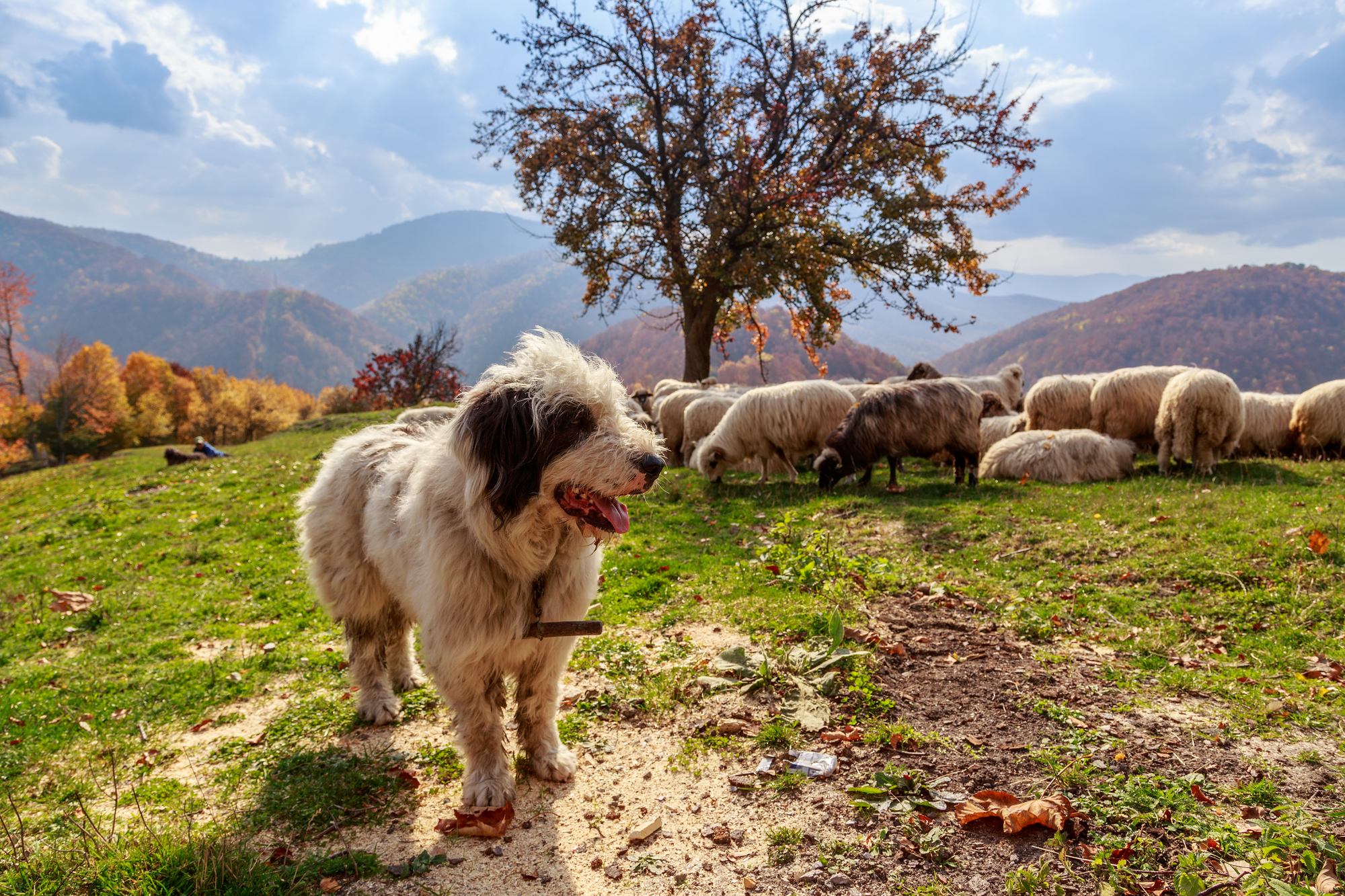 Собака пастух в Альпах
