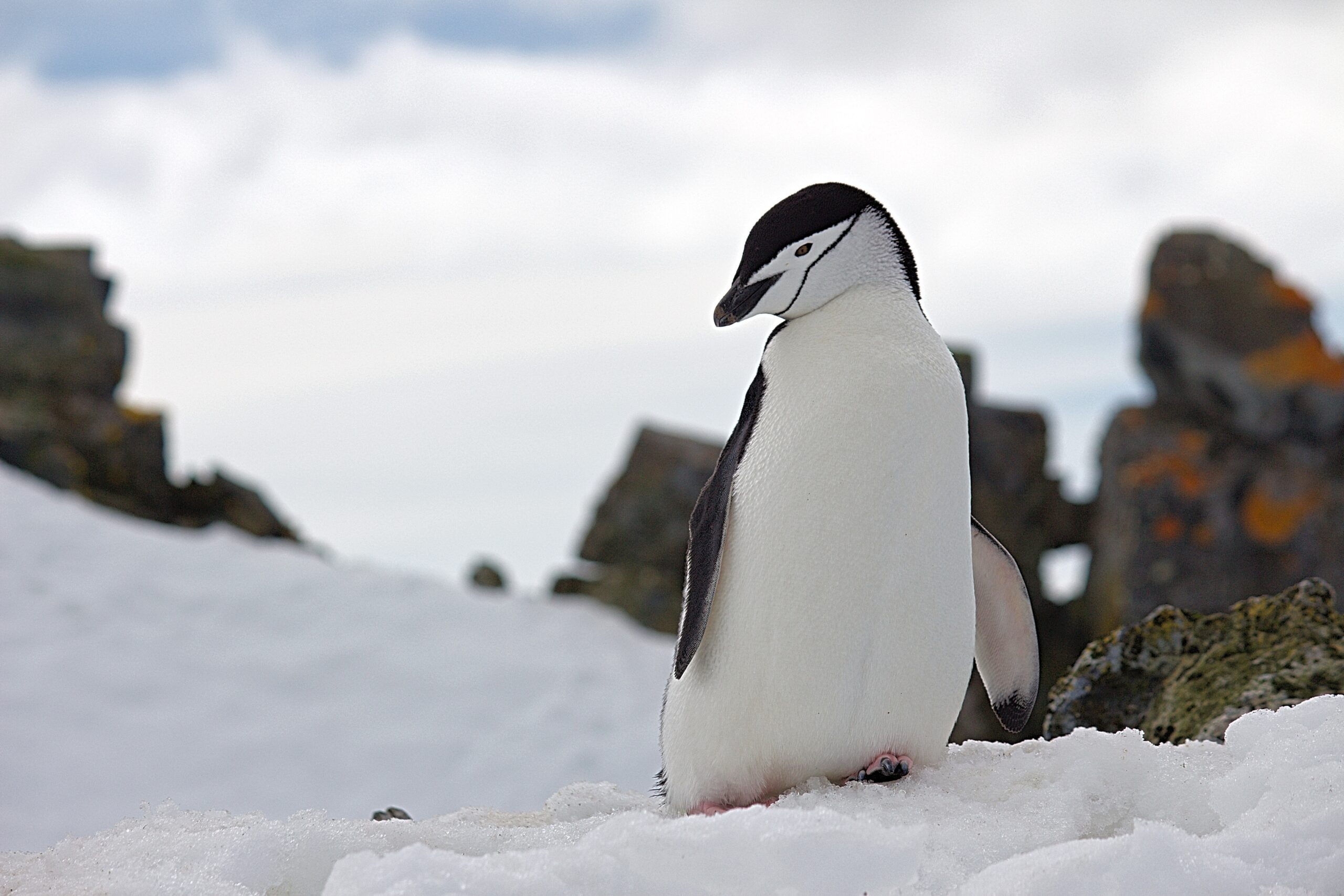 Антарктические пингвины (Pygoscelis)