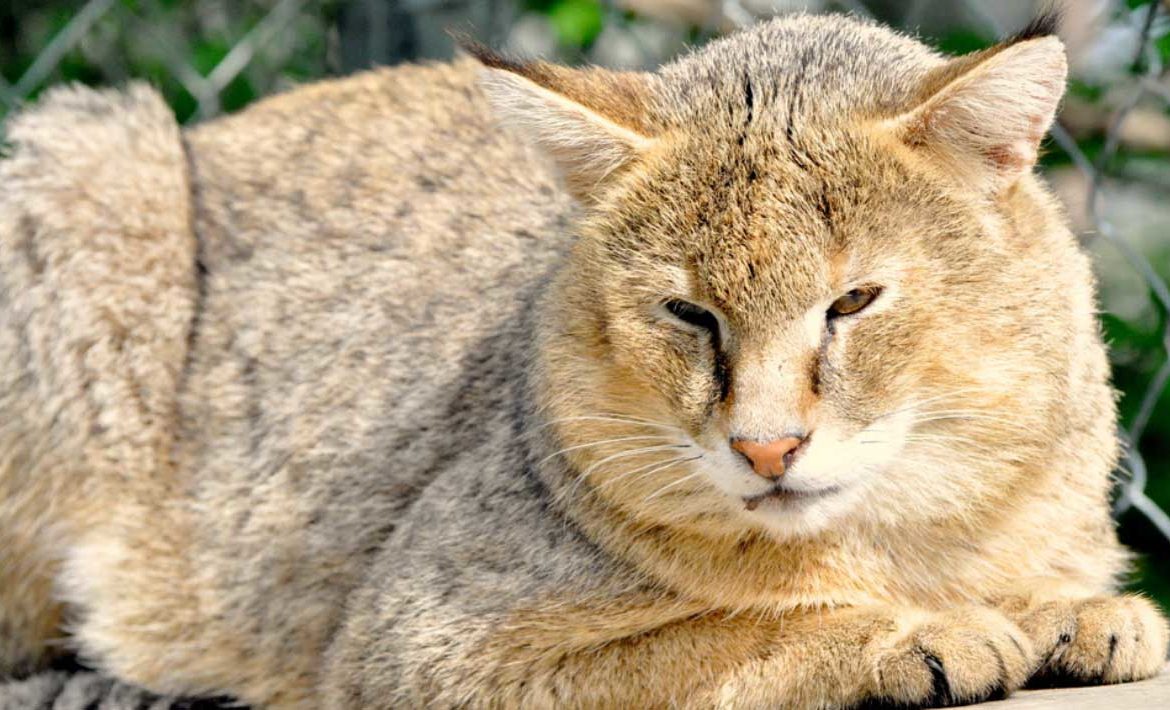 Камышовый кот: дикий и домашний хаус 🐆