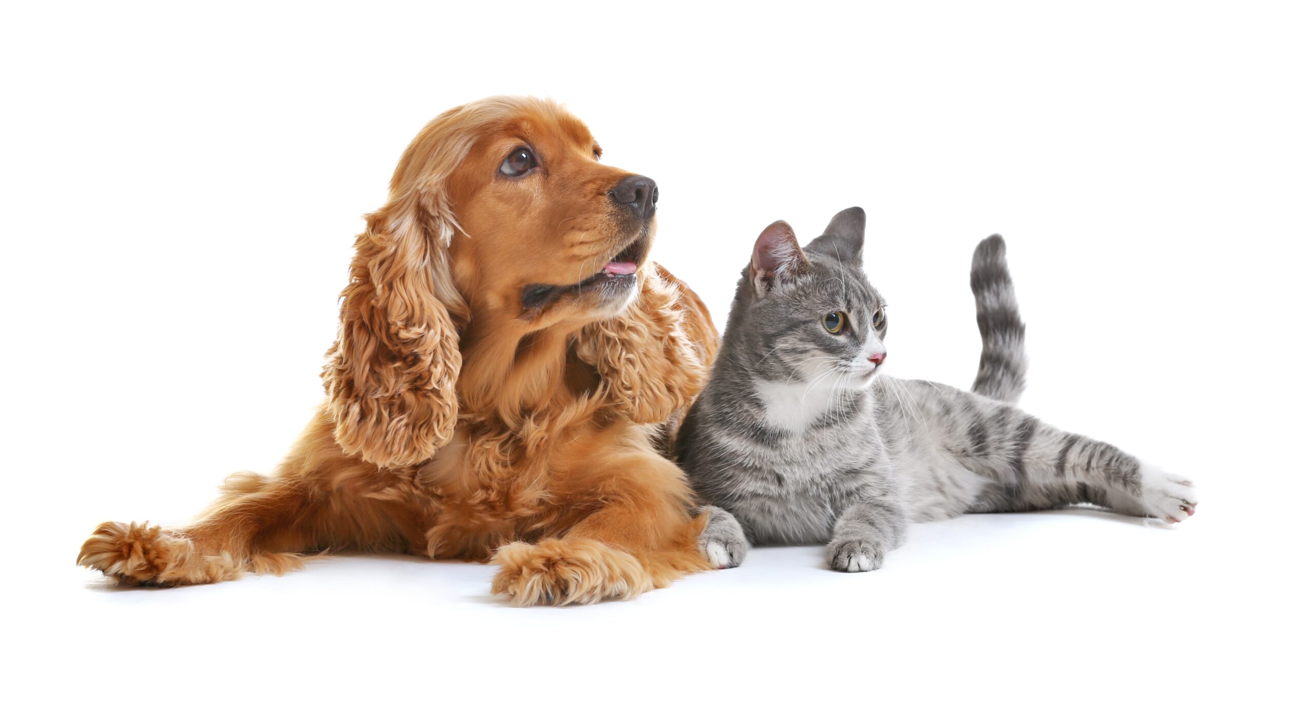 Картинка кошка и собака вместе на белом фоне